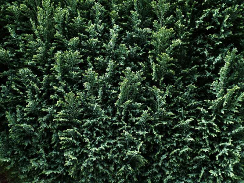 The Thuja Green Giant - What to know before you buy! [2020 guide]