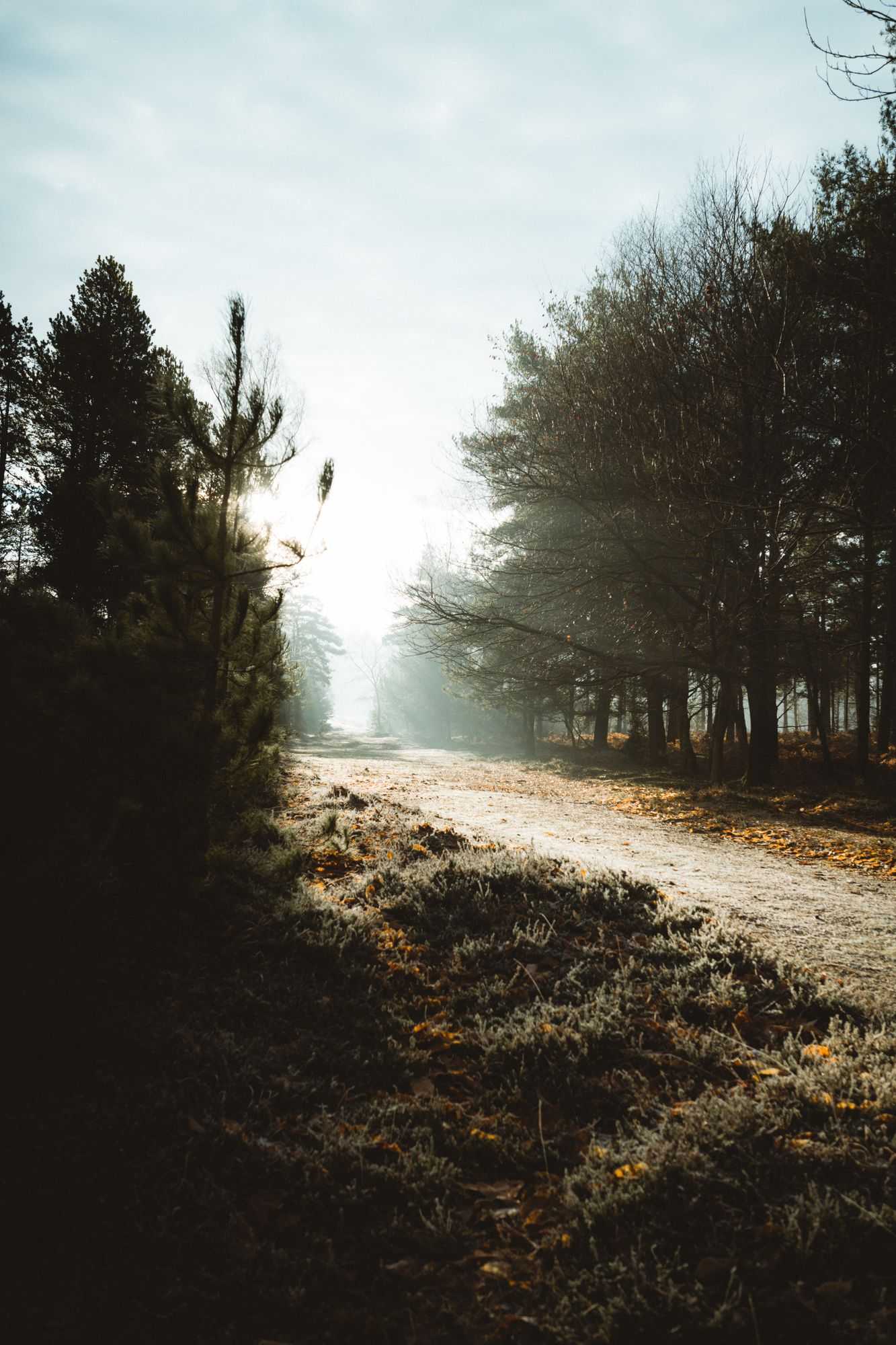 Fast Growing Trees For Privacy [2020 Review] | Just Trees Online