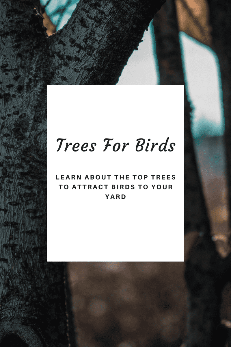 The Best Trees To Plant For Birds
