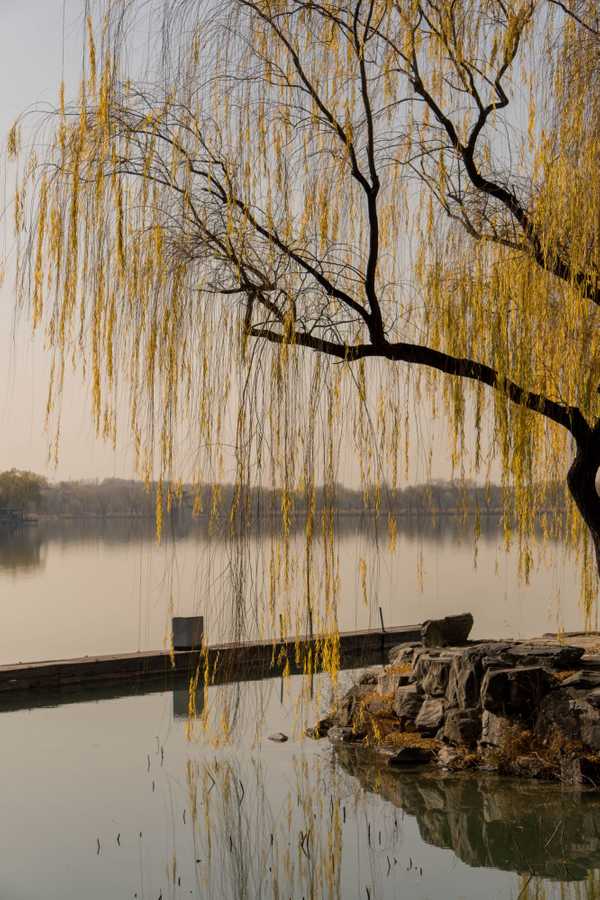 Top trees that like wet soil even standing water just trees online