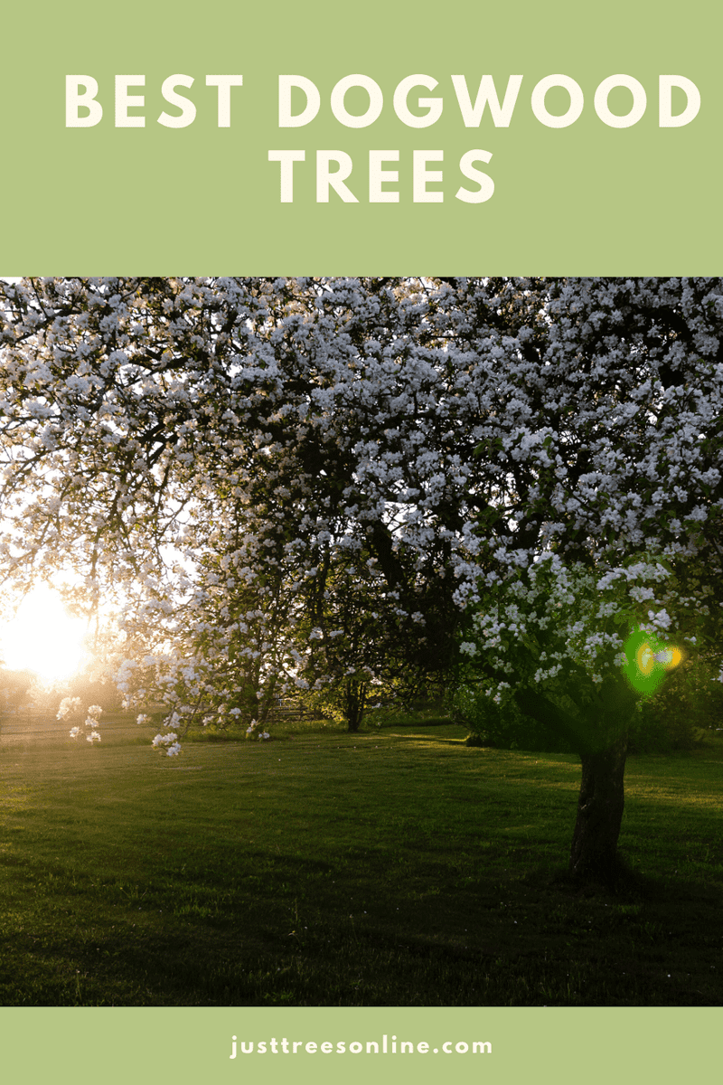 The Best Dogwood Trees To Plant In Your Yard