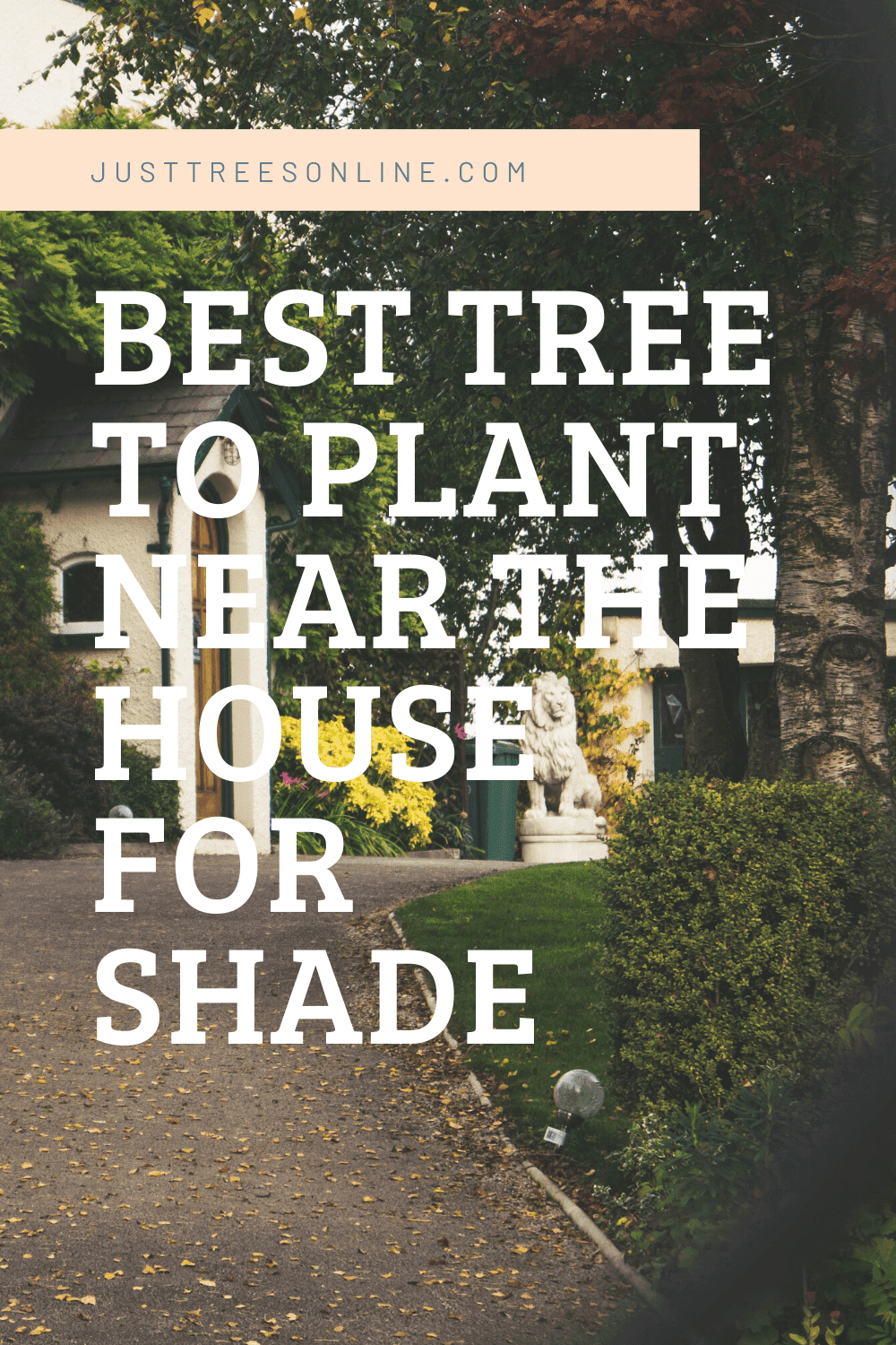 Best Trees To Plant Near The House For Shade Just Trees Online