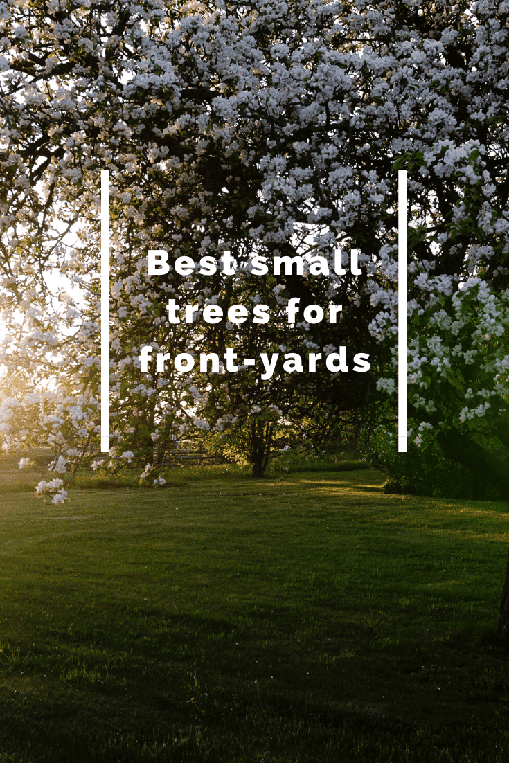 The Best 10 Small Trees For Your Front Yard