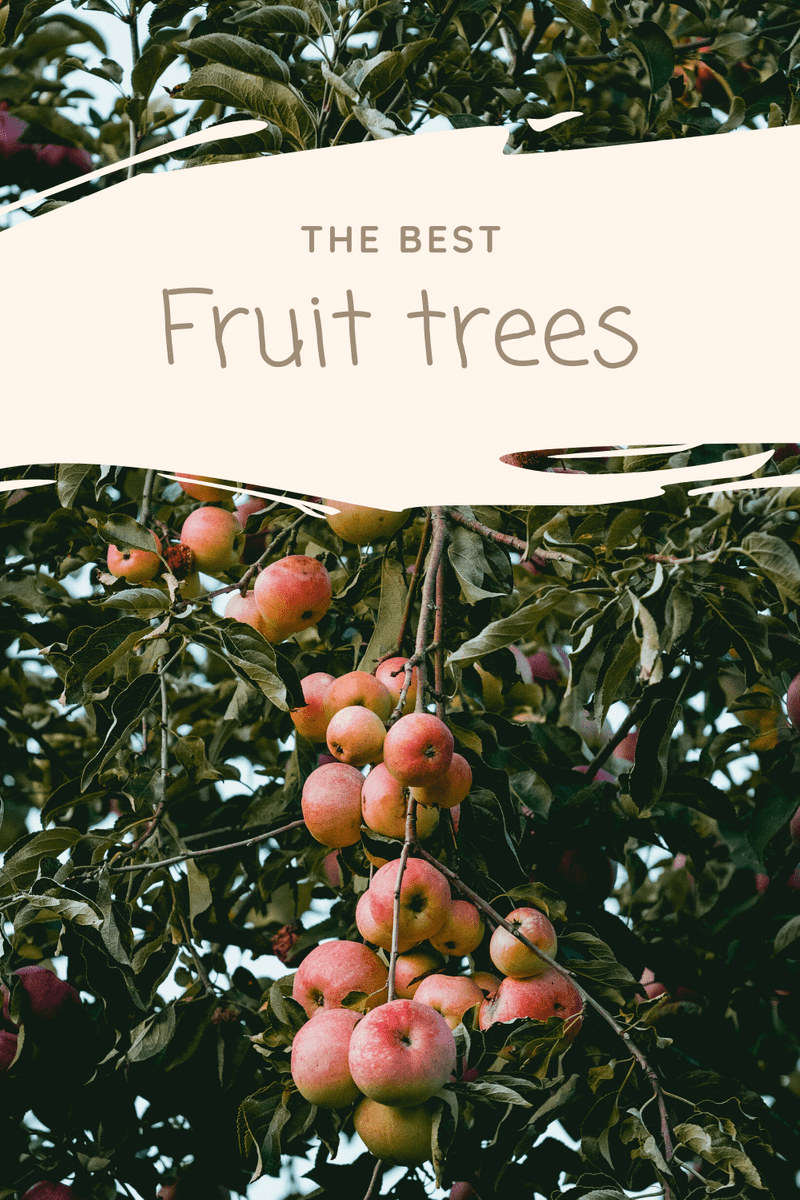 The Best Bare Root Fruit Trees for Sale