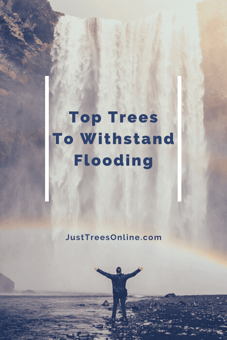 9 Trees that Can Survive Flooding