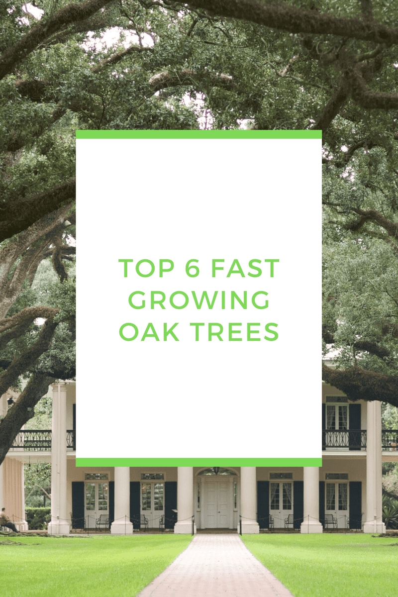 The Top 6 Fast Growing Oak Trees That Stay Healthy