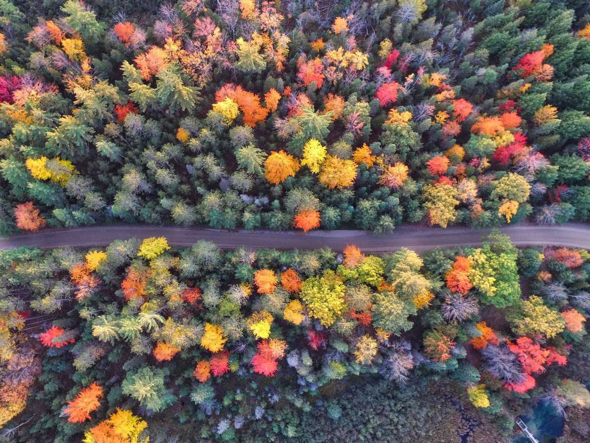 Cheap Privacy Trees You Can Buy Online Today | Just Trees Online