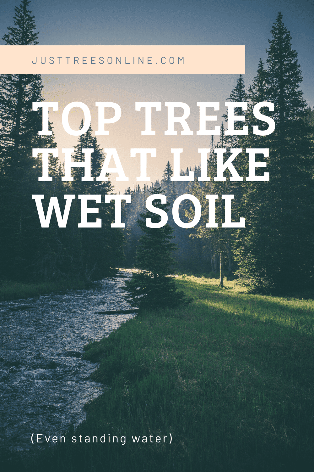 Top Trees That Like Wet Soil (Even standing water) Just Trees Online