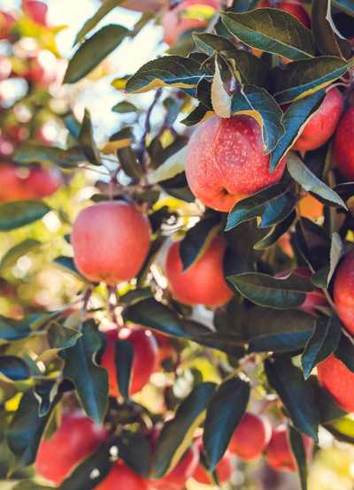 Early Harvest Apple