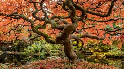 Top 9 Best Landscaping Trees for a Beautiful Front Yard | Just Trees Online