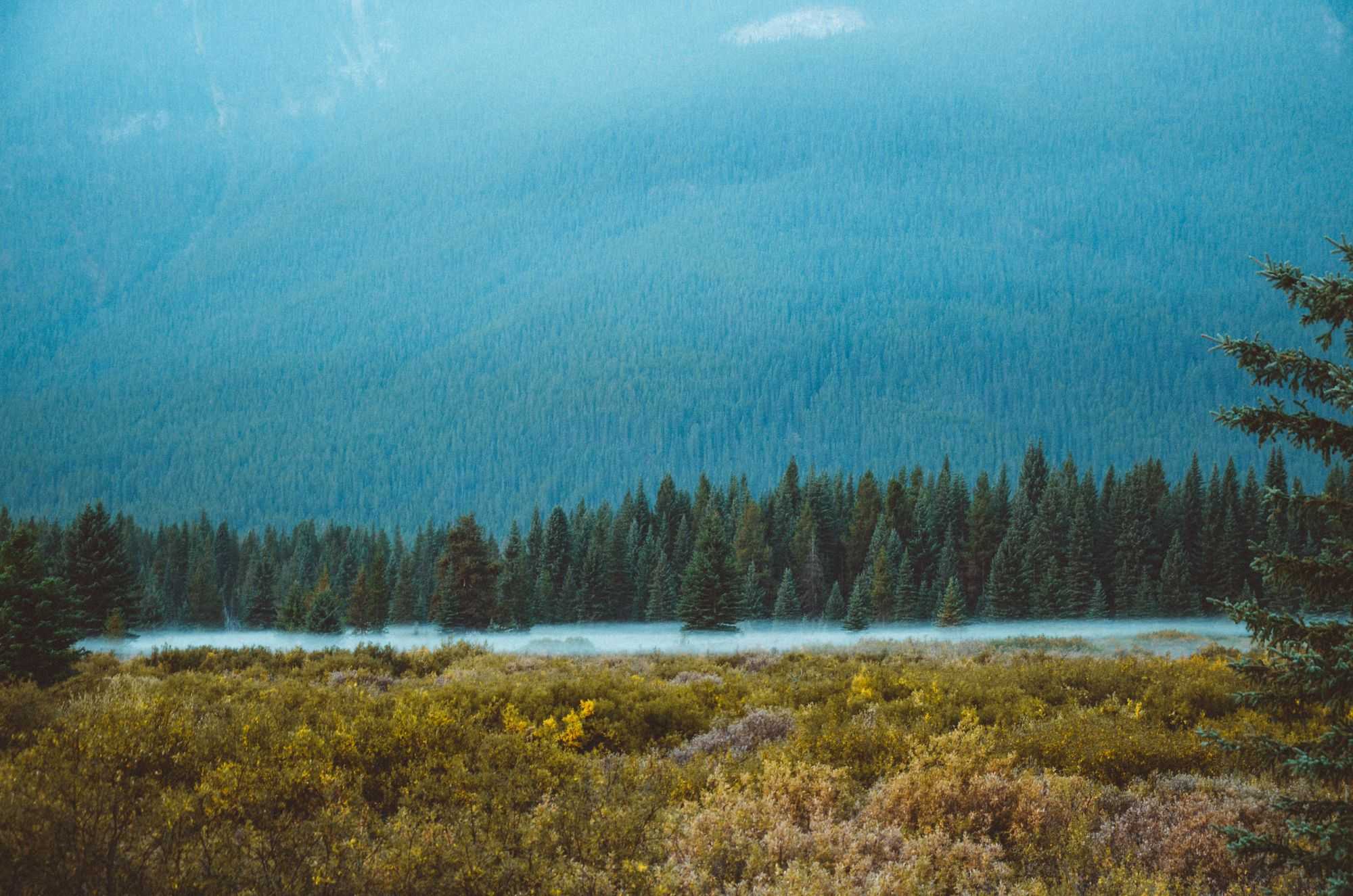 The Top Evergreens For Clay Soil Just Trees Online