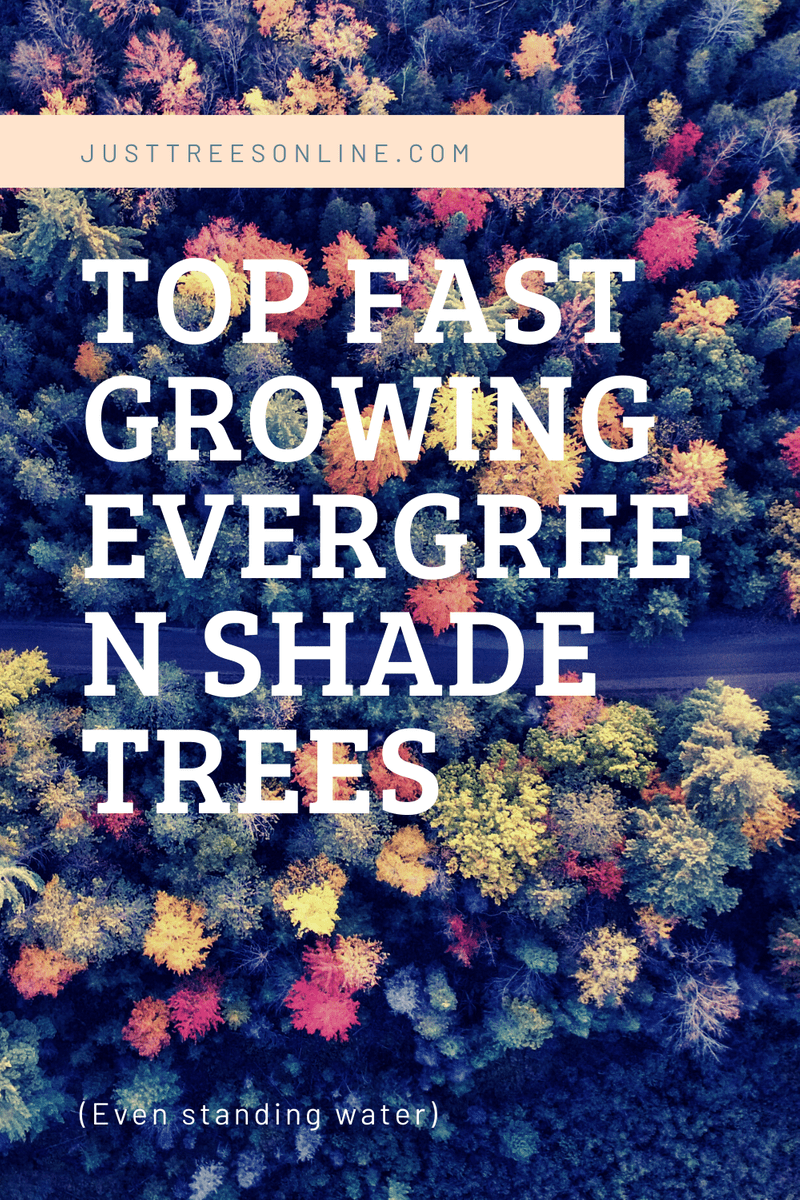 Top Fast Growing Evergreen Shade Trees