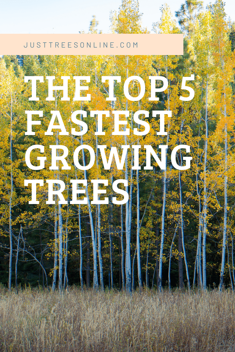 The Top 5 Fastest Growing Trees (And how to buy them today)