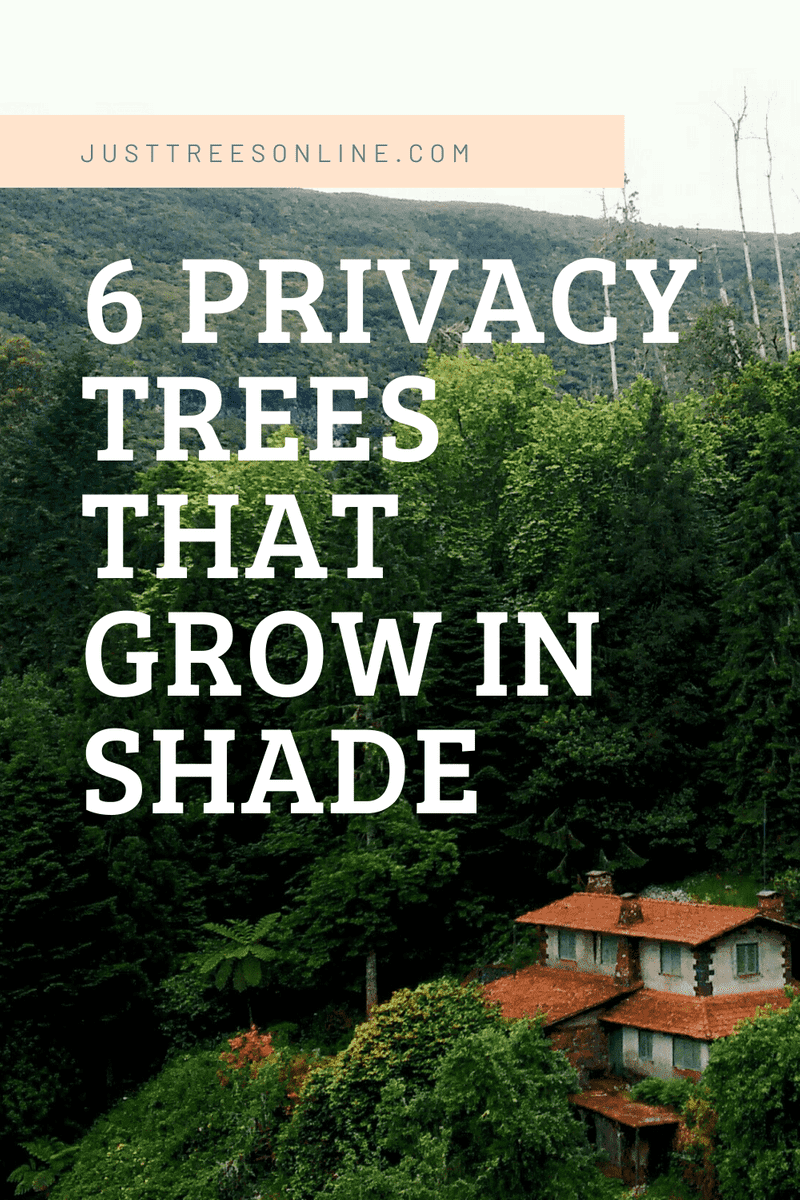6 Privacy Trees That Grow In Shade