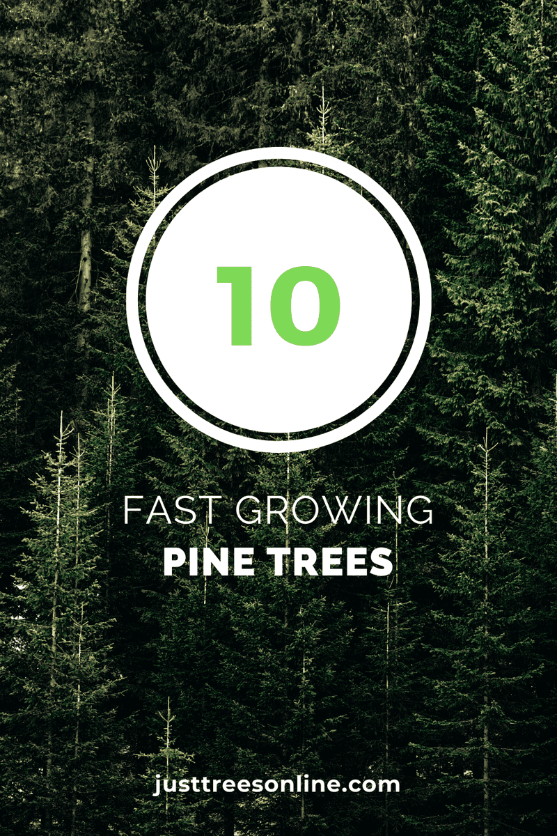 Fast Growing Pine Trees To Buy