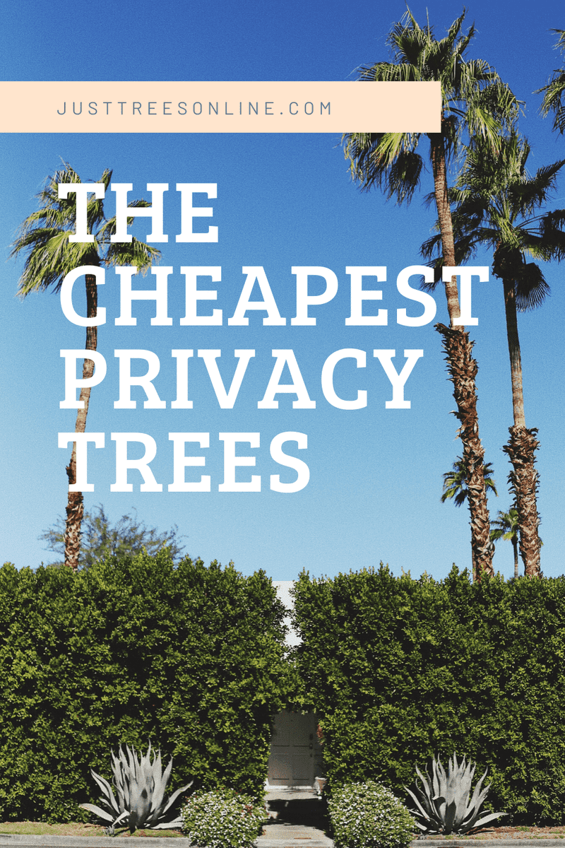 Cheap Privacy Trees You Can Buy Online Today