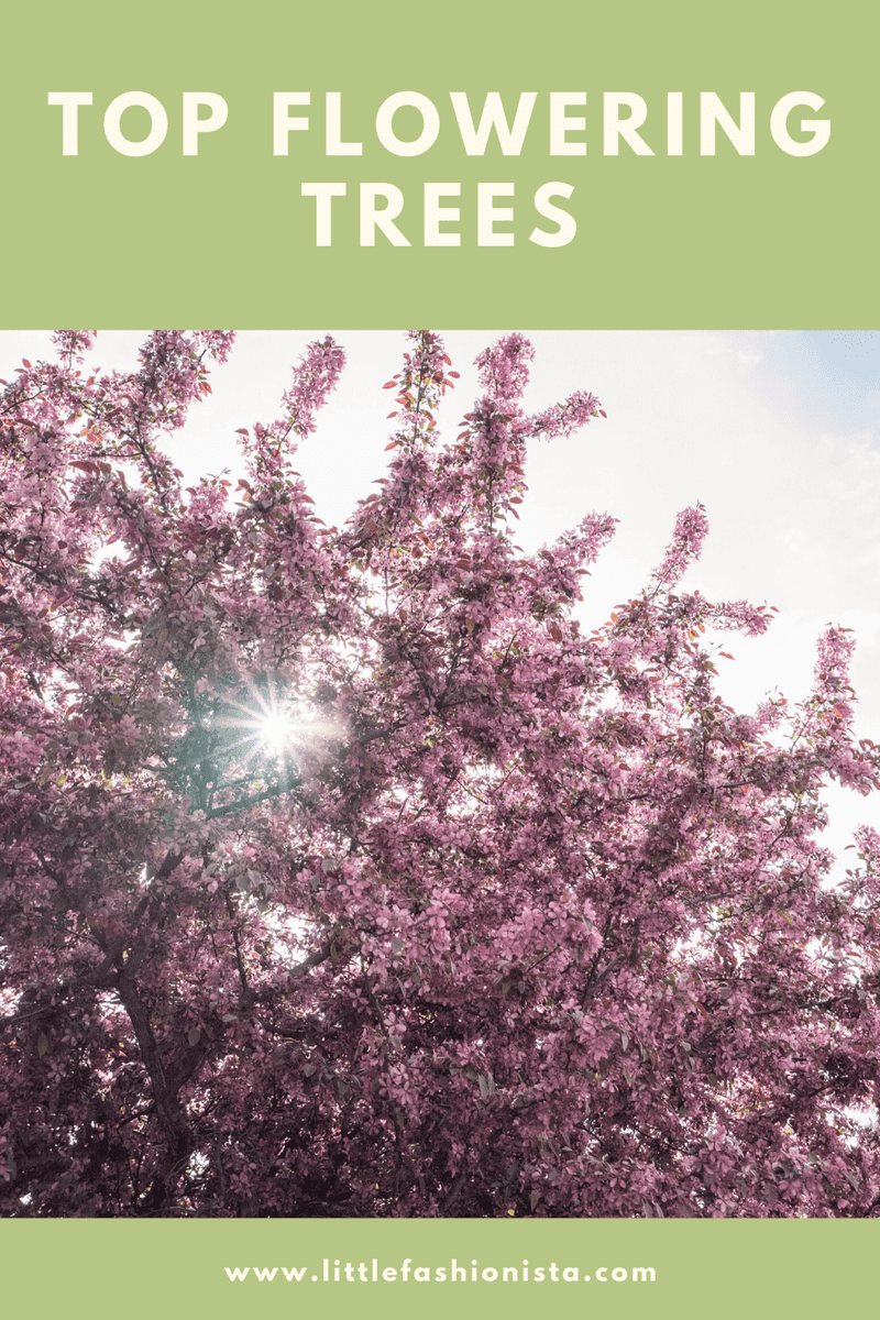 Top Flowering Trees For Sale