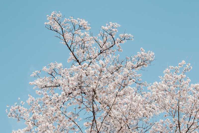 The Best Dogwood Trees To Plant In Your Yard
