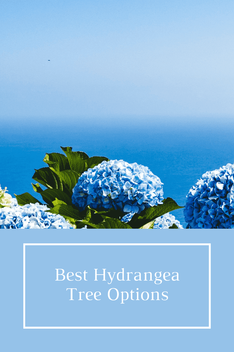 The Best Hydrangea Trees And Bushes To Buy
