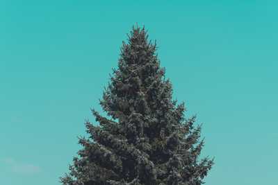  White Spruce